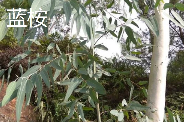 桉树苗的价格,一株售价0.2-1.0元