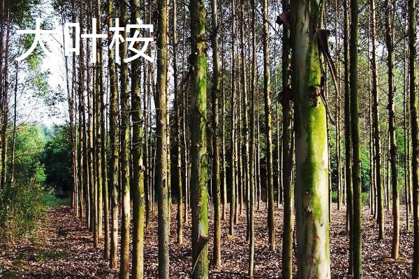 桉树苗的价格,一株售价0.2-1.0元