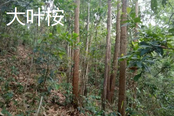 桉树苗的价格,一株售价0.2-1.0元