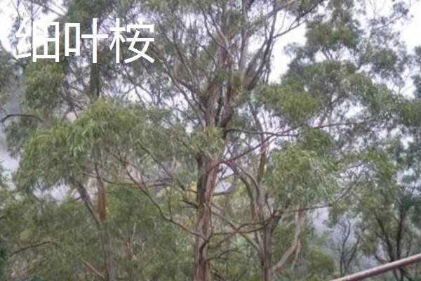 桉树苗的价格,一株售价0.2-1.0元