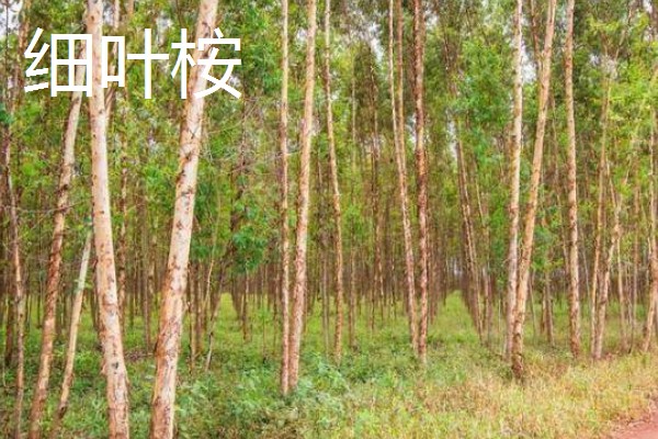 桉树苗的价格,一株售价0.2-1.0元