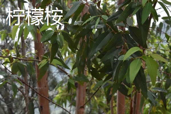 桉树苗的价格,一株售价0.2-1.0元