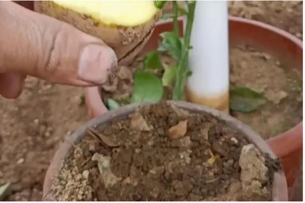 百香果扦插要多久可以生根，30-60天左右就能生根发芽