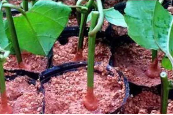 百香果扦插要多久可以生根，30-60天左右就能生根发芽