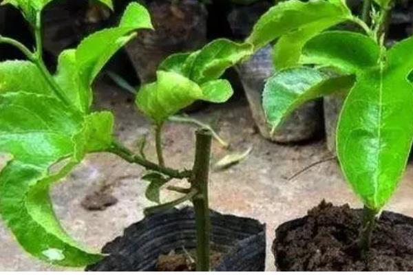 百香果扦插要多久可以生根，30-60天左右就能生根发芽