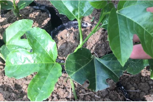 百香果扦插要多久可以生根，30-60天左右就能生根发芽