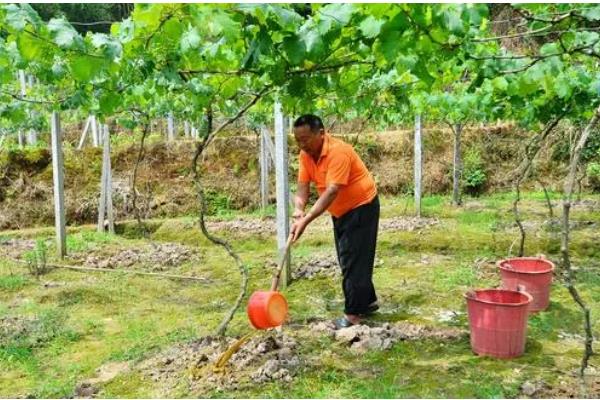 百香果扦插要多久可以生根，30-60天左右就能生根发芽