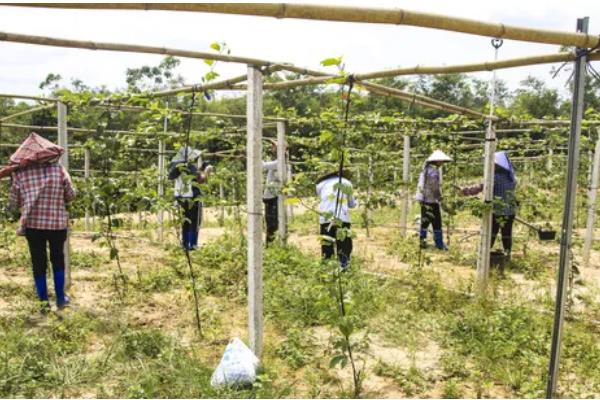 百香果扦插要多久可以生根，30-60天左右就能生根发芽