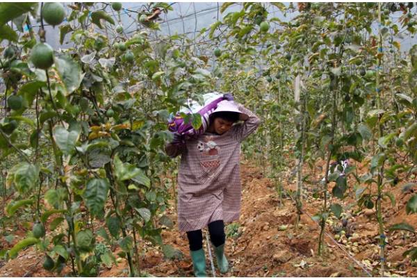 百香果扦插要多久可以生根，30-60天左右就能生根发芽