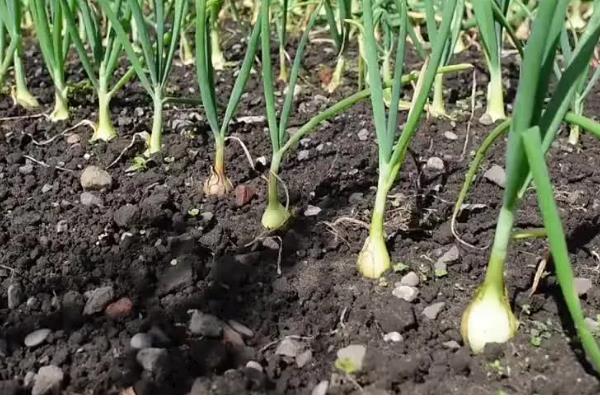 洋葱的种植方法,播种后覆盖营养土