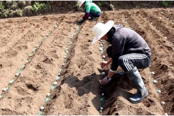 洋葱的种植方法,播种后覆盖营养土