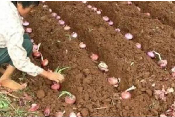 洋葱的种植方法,播种后覆盖营养土