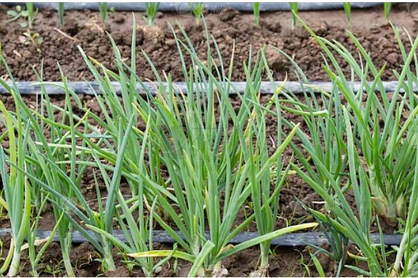 洋葱的种植方法,播种后覆盖营养土