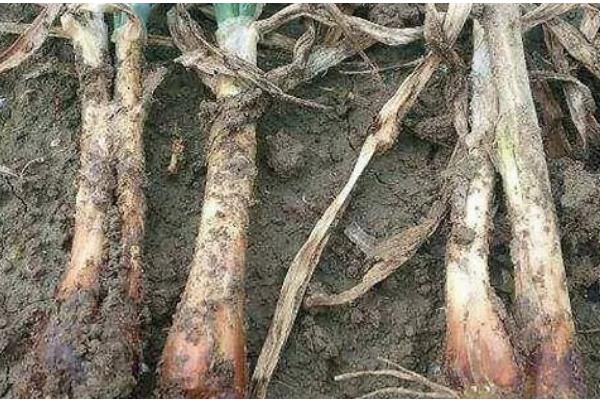 洋葱的种植方法,播种后覆盖营养土