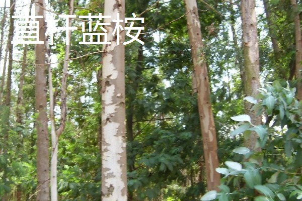 桉树苗的价格,一株售价0.2-1.0元