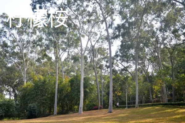 桉树苗的价格,一株售价0.2-1.0元