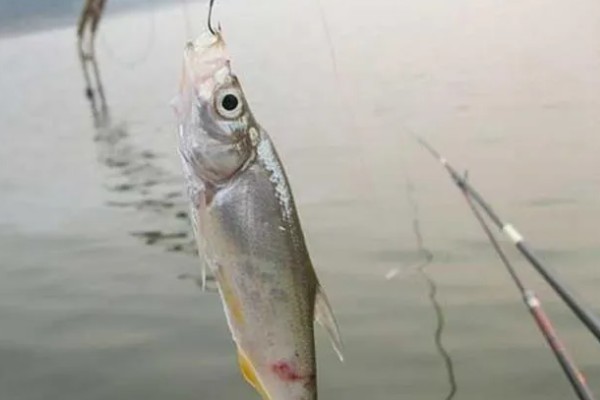 怎么用手竿钓白条鱼，从钓水皮开始逐渐向下搜索鱼层