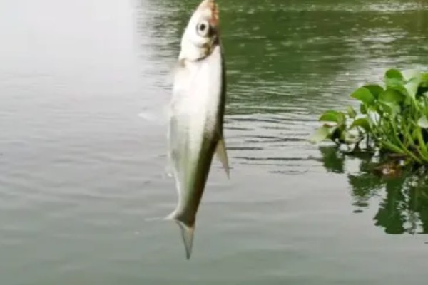 怎么用手竿钓白条鱼，从钓水皮开始逐渐向下搜索鱼层