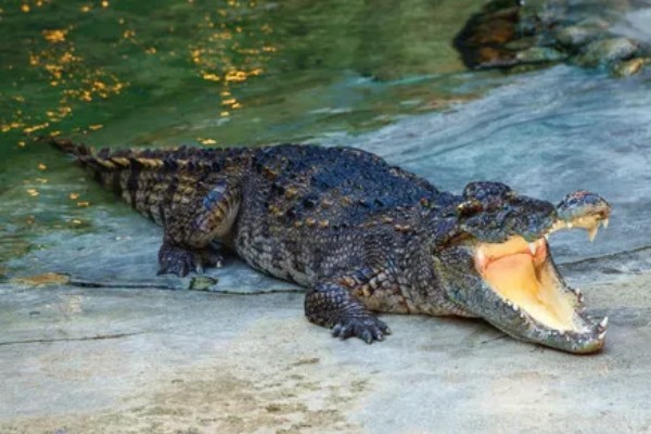 鳄鱼肉好不好吃，鳄鱼肉好吃