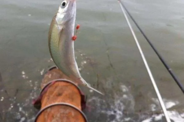 怎么用手竿钓白条鱼，从钓水皮开始逐渐向下搜索鱼层