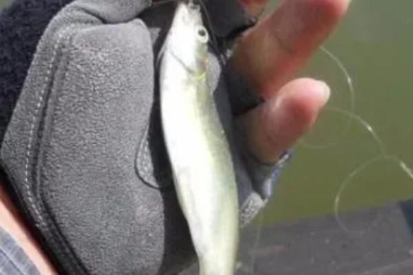 怎么用手竿钓白条鱼，从钓水皮开始逐渐向下搜索鱼层