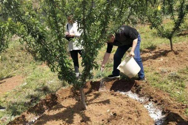 果树的嫁接方式，主要有去皮贴接、劈接等4种方法