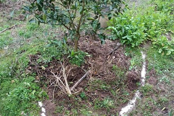 果树的嫁接方式，主要有去皮贴接、劈接等4种方法