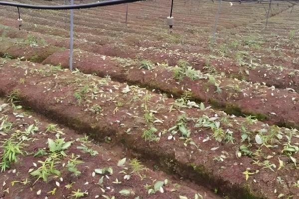 龙胆的种植时间，分为春播和秋播