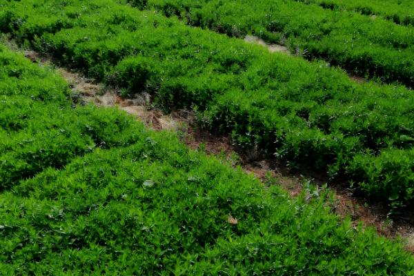 龙胆的种植时间，分为春播和秋播