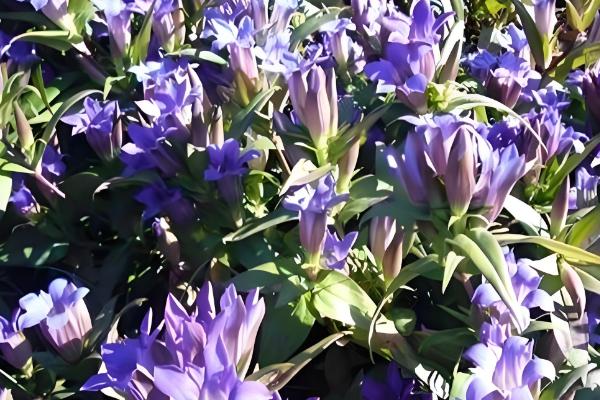 龙胆的种植时间，分为春播和秋播