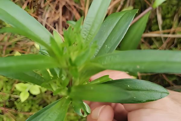 龙胆的种植时间，分为春播和秋播