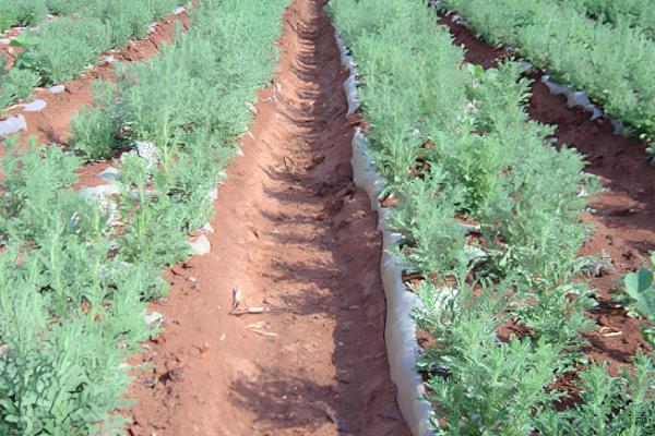 龙胆的种植时间，分为春播和秋播