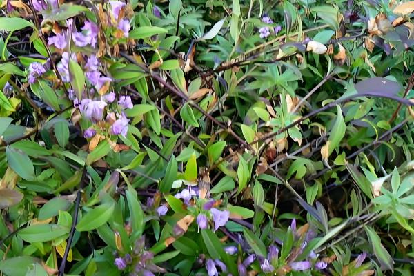 龙胆的种植时间，分为春播和秋播