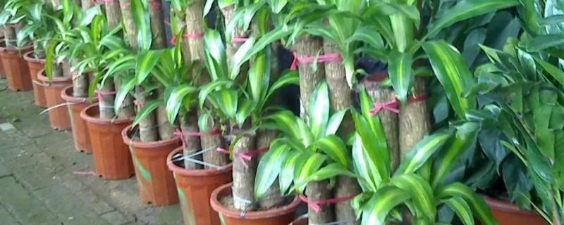 巴西木生根了怎么办，生根后要转为土培