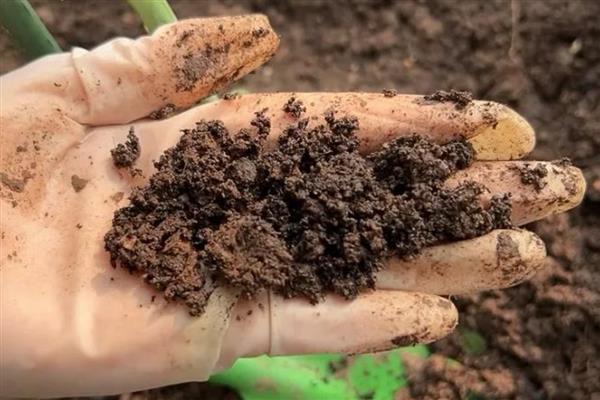 玉女心多肉如何养殖，生长过程中需要充足的光照