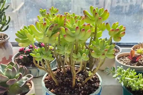玉女心多肉如何养殖，生长过程中需要充足的光照