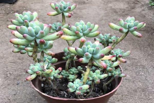 玉女心多肉如何养殖，生长过程中需要充足的光照