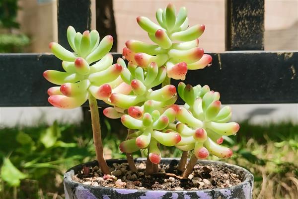 玉女心多肉如何养殖，生长过程中需要充足的光照