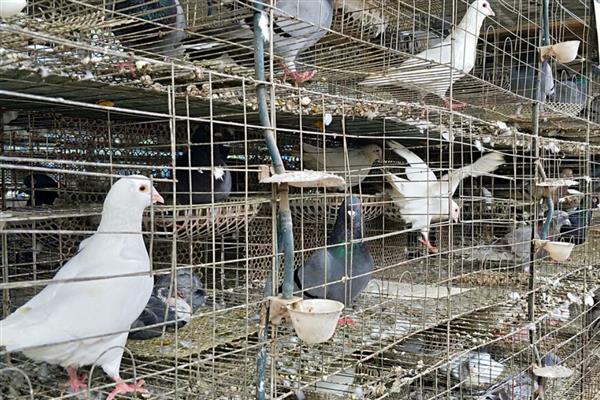 鸽子棚的搭建方式,安装铁网窗以便排气