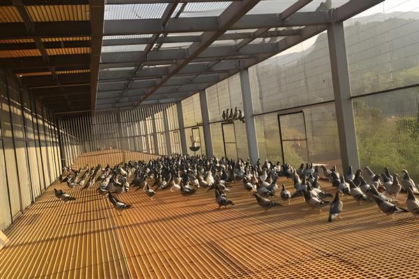 鸽子棚的搭建方式,安装铁网窗以便排气