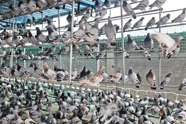 鸽子棚的搭建方式,安装铁网窗以便排气