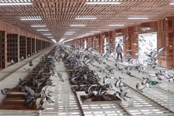 鸽子棚的搭建方式,安装铁网窗以便排气