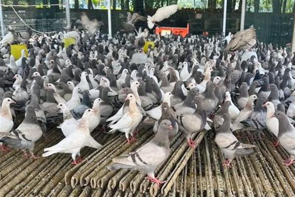 鸽子棚的搭建方式,安装铁网窗以便排气