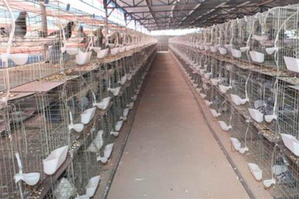 鸽子棚的搭建方式,安装铁网窗以便排气