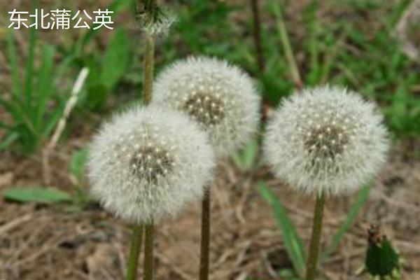 蒲公英的种类,主要分为东北蒲公英、异苞蒲公英等10种