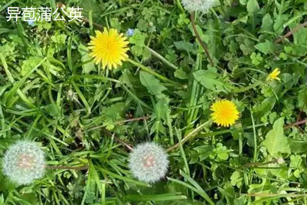 蒲公英的种类,主要分为东北蒲公英、异苞蒲公英等10种