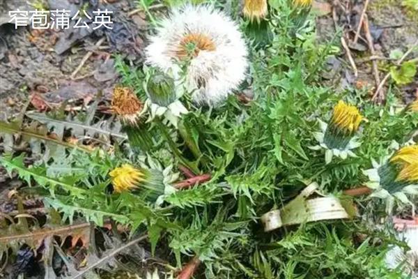 蒲公英的种类,主要分为东北蒲公英、异苞蒲公英等10种