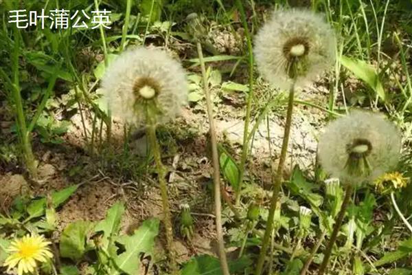 蒲公英的种类,主要分为东北蒲公英、异苞蒲公英等10种