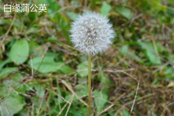 蒲公英的种类,主要分为东北蒲公英、异苞蒲公英等10种