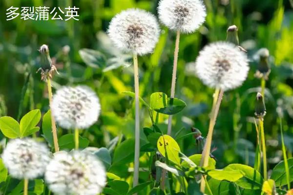 蒲公英的种类,主要分为东北蒲公英、异苞蒲公英等10种